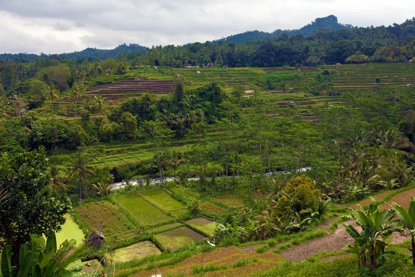 Rýžové terasy pole, bali, Indonésie — Stock fotografie