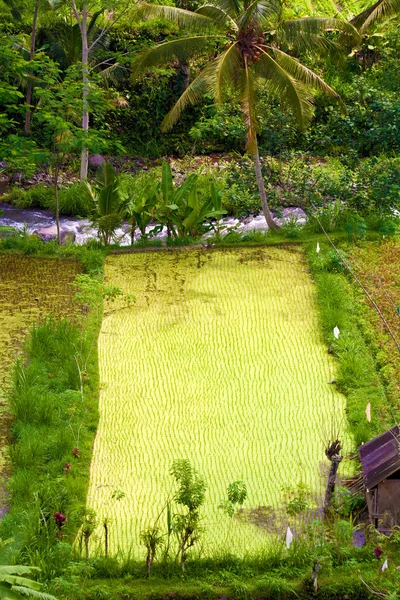 Campo de arroz y río de montaña, Bali, Indonesia — Foto de Stock