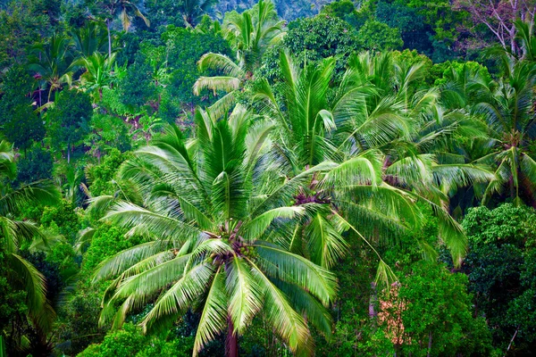 Palmy a džungle uvnitř ostrova, bali, Indonésie — Stock fotografie