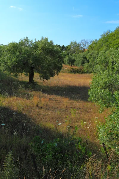 Оливкове дерево на півострові Ситонія, Халкідікі, Греція — стокове фото