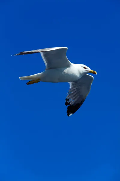 Gaviota siguiente barco cerca de la península de Athos, Monte Athos, Chalkidiki, Grecia — Foto de Stock