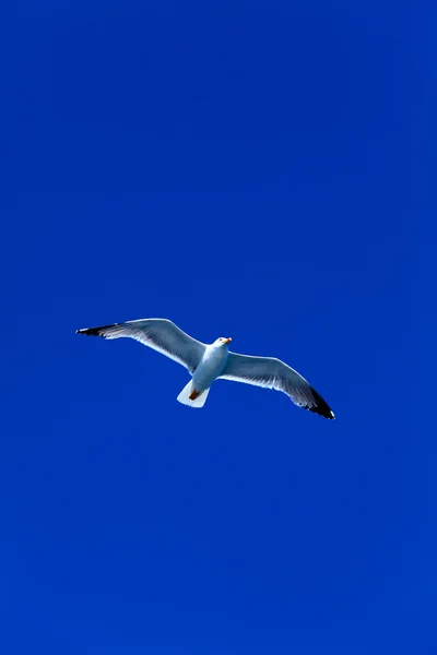 Seagull following boat near Athos Peninsula, Mount Athos, Chalkidiki, Greece — Stock Photo, Image