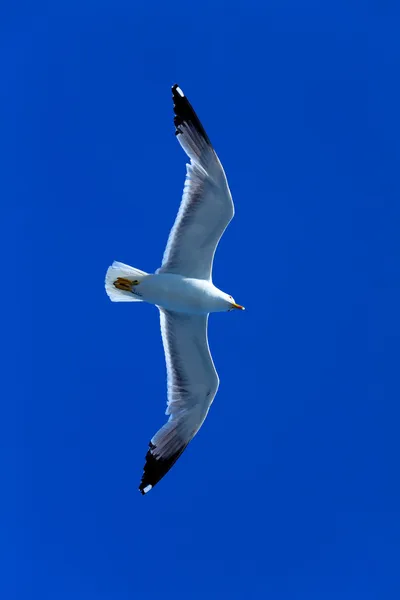 Seagull following boat near Athos Peninsula, Mount Athos, Chalkidiki, Greece — Stock Photo, Image