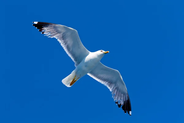 海鸥在空中 — 图库照片