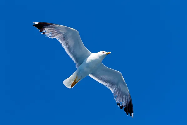 Möwe in der Luft — Stockfoto