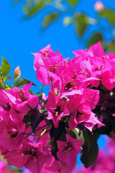 Blossoms of Magnolia — Stock Photo, Image