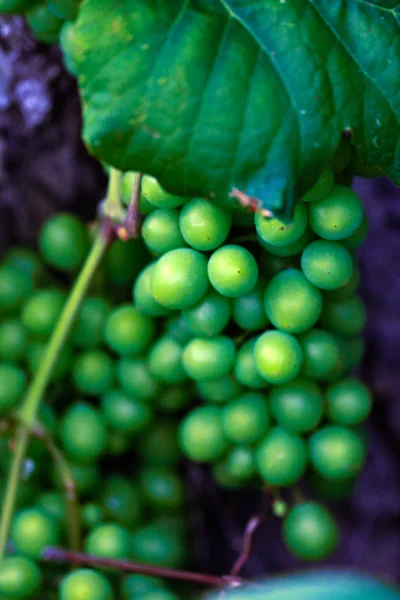 Wild grape, Chalkidiki, Greece — Stock Photo, Image