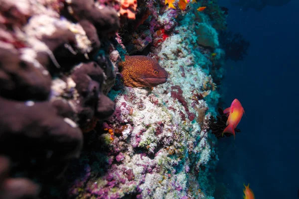 Obří moray (gymnothorax javanicus), Maledivy — Stock fotografie