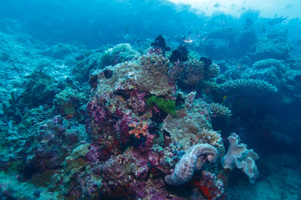 Hard corals with sea Lillies, Maldives — Stock Photo, Image