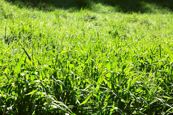 Friss, zöld fű tavaszi napsütésben — Stock Fotó