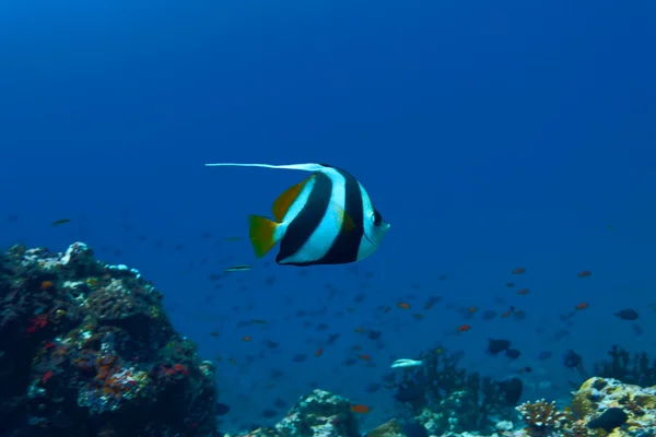 Il pesce corallo pennuto (Heniochus acuminatus), Maldive — Foto Stock