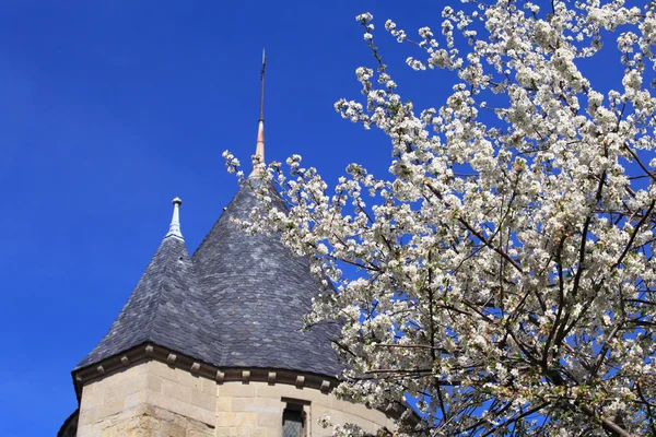 Flores de cerezo y Castillo, Carcasona, Francia — Foto de Stock