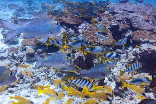 Den orientaliska sweetlips (Plectorhinchus vittatus) och storögd emp — Stockfoto