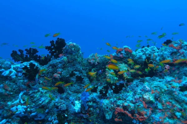 Marinhas douradas (Pseudanthias squamipinnis), Maldivas — Fotografia de Stock