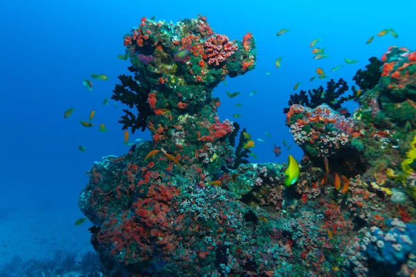 Marinhas douradas (Pseudanthias squamipinnis), Maldivas — Fotografia de Stock