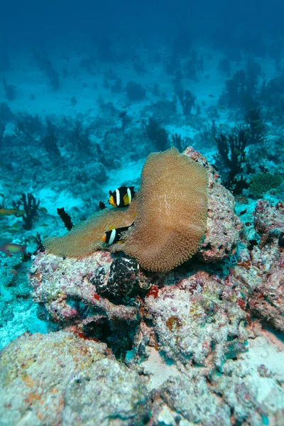 Anemonefish (Amphiprion sebae) i en havsanemon (Heteractis magn — Stockfoto