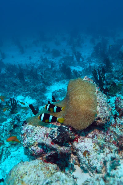 Anemonefish (Amphiprion písmenková) v sasanky (Heteractis p — Stock fotografie