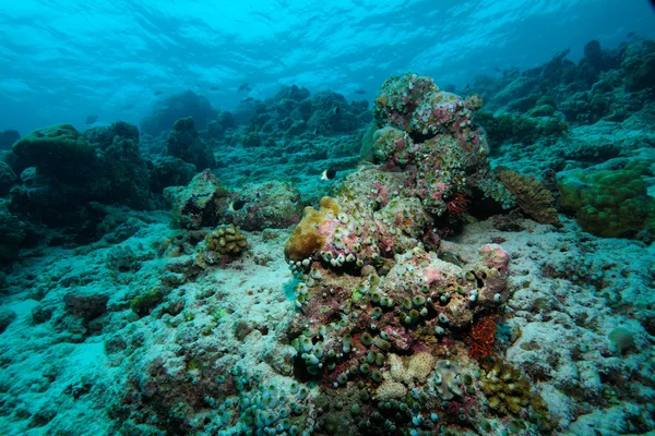 Жесткие кораллы, Мальдивы — стоковое фото