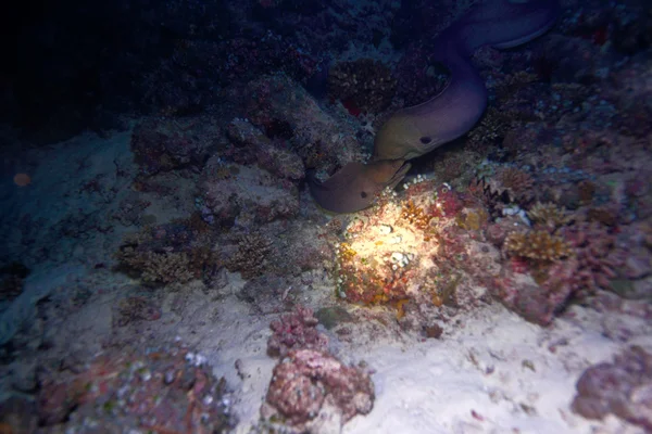 De jätte morays (gymnothorax javanicus), Maldiverna — Stockfoto