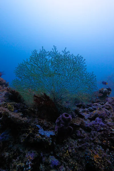 The azooxanthellate coral (Acabaria biserialis), Maldives — Stock Photo, Image