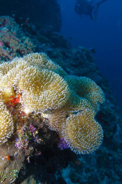 부드러운 산호 Sarcophyton trocheliophorum, 몰디브 — 스톡 사진