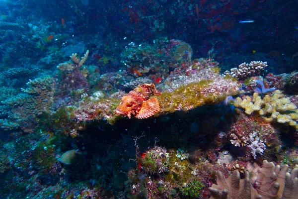 The tassled scorpionfish (Scorpaenopsis oxycephala), Maldives — Stock Photo, Image