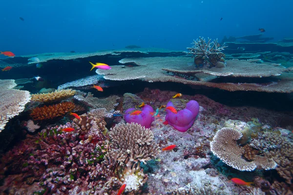 Maldiverna anemonefish (Amphiprion nigripes) i en havsanemon (Hete — Stockfoto