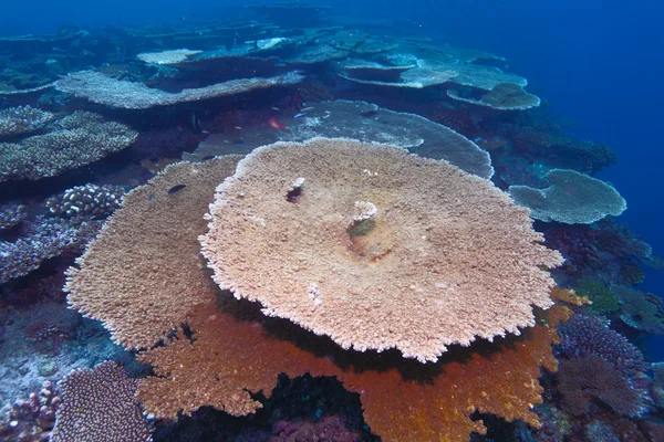 Corals of genus Acropora pharaonis, Maldives — Stock Photo, Image