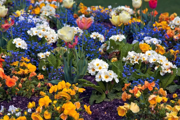 Tulipanes en Jardín botánico, Jardín botánico público, Burdeos, Frey — Foto de Stock