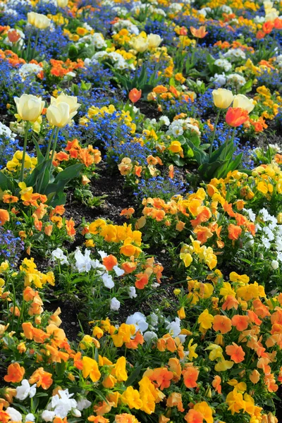 Tulpaner i jardin botanique, offentliga botaniska trädgården, bordeaux, fra — Stockfoto