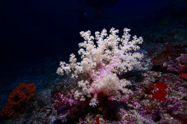 Gorgonian - měkké korály, Maledivy — Stock fotografie