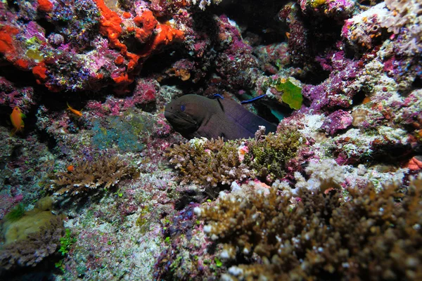 Den jätte moray (gymnothorax javanicus), Maldiverna — Stockfoto