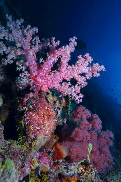 Красные мягкие кораллы, Мальдивы — стоковое фото