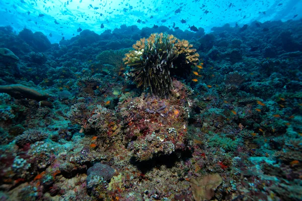 Lírios marinhos grandes e corais duros, Maldivas — Fotografia de Stock