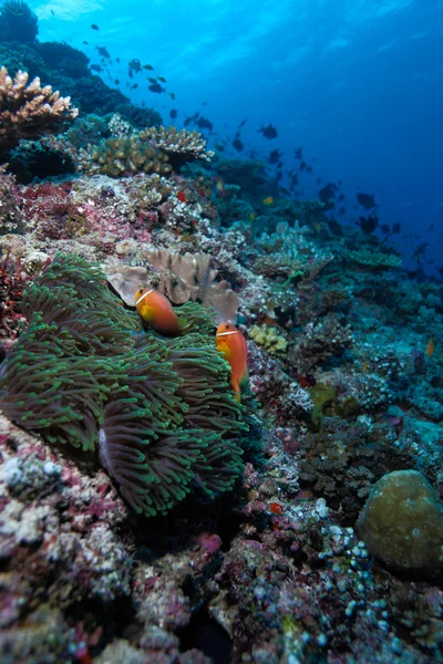Maledivy anemonefish (Amphiprion nigripes) v sasanky (Hete — Stock fotografie