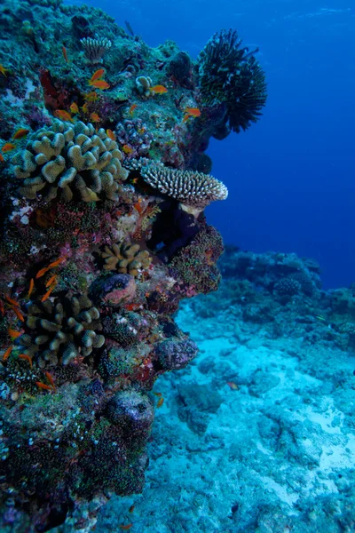 Recifes de Coral, Maldivas — Fotografia de Stock