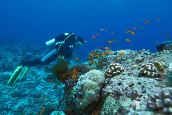 Dalgıç ve deniz goldies (pseudanthias squamipinnis), Maldivler — Stok fotoğraf