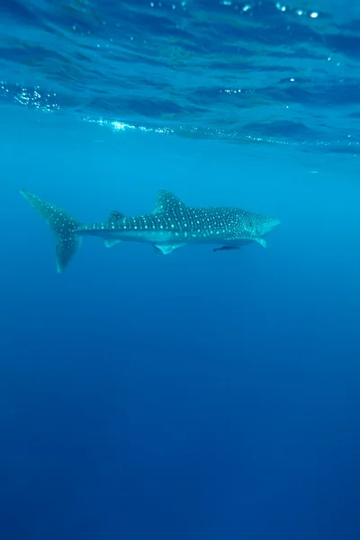 Whale shark (Rhincodon typus), Maldives — Stock Photo, Image