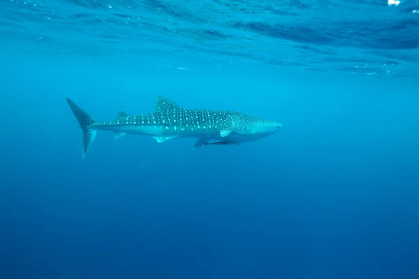 Tubarão-baleia (Rhincodon typus), Maldivas — Fotografia de Stock