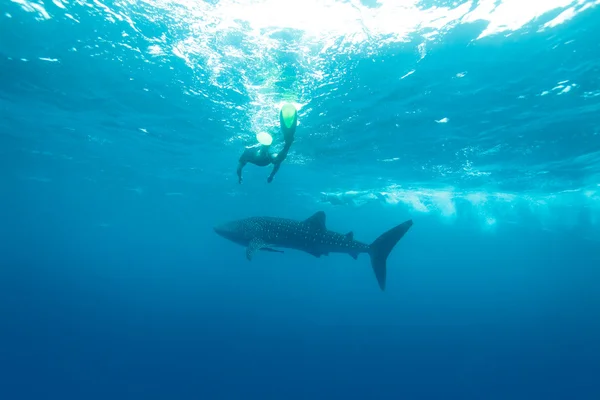 Tiburón ballena (Rhincodon typus), Maldivas — Foto de Stock