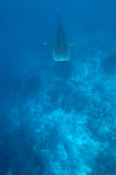 鲸鲨 （rhincodon 片块者除外） 马尔代夫 — 图库照片