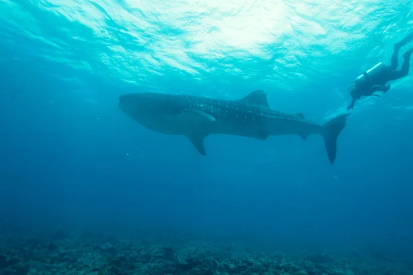 Tubarão-baleia (Rhincodon typus) com mergulhadores, Maldivas — Fotografia de Stock