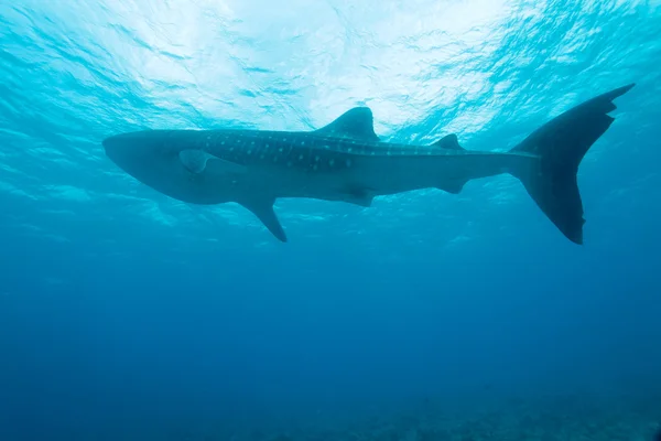 Whale shark (Rhincodon typus), Maldives — Stock Photo, Image