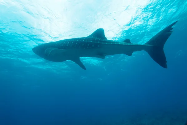 Valhaj (rhincodon typus), Maldiverna — Stockfoto