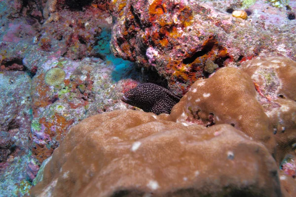 Morena de boca blanca (Gymnothorax meleagris), Maldivas — Foto de Stock