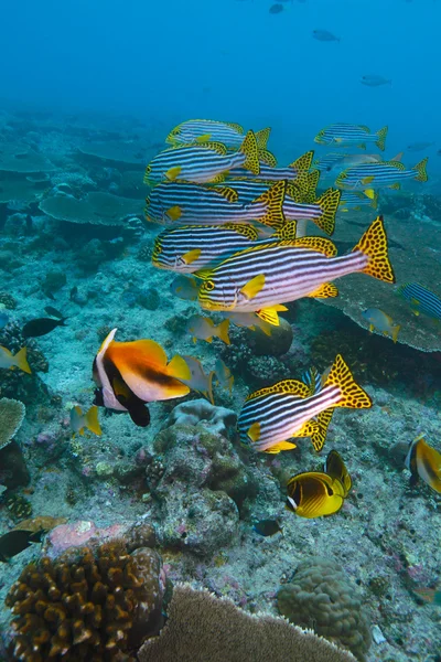 The Oriental sweetlips ( Plectorhinchus vittatus) and Masked ban — Stock Photo, Image