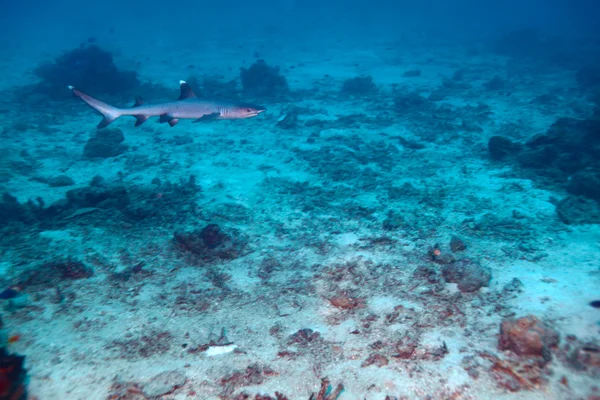 Whitetip útes žralok (triaenodon obesus), Maledivy — Stock fotografie