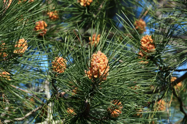 Tall (Pinus sylvestris) på den högsta sanddynen i Europa — Stockfoto