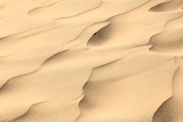 Sand waves on the highest dune in Europe - Dune of Pyla (Pilat), — Stock Photo, Image