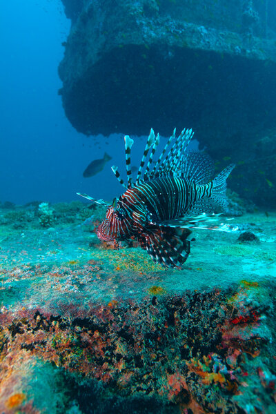 Devil firefish (Pterois miles) near ship wreck, Maldives